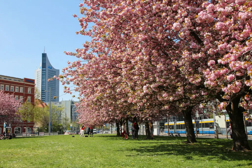 Kirschblütenbäume auf der Wiese vor dem Grassimuseum Leipzig