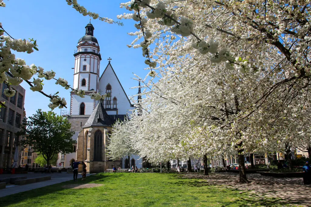 Blick durch Blütenbäume auf die Thomaskirche Leipzig