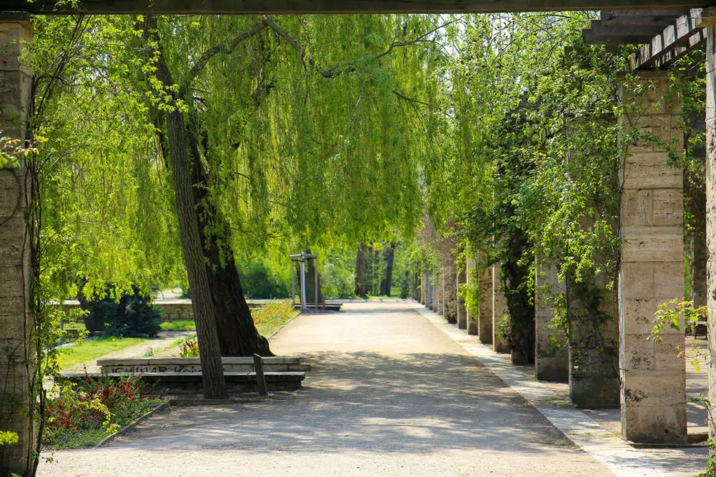 Romantischer Frühlingsweg mit hängenden Weiden am Fluss