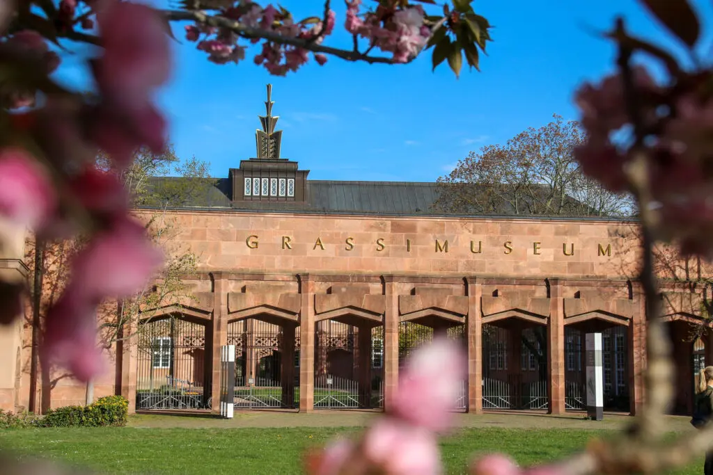 Kirschblüte am Grassimuseum