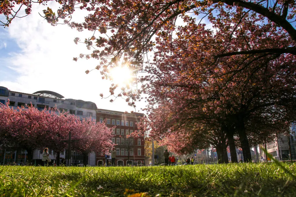 Kirschblütenallee mit Blick auf Altbau in Leipzig