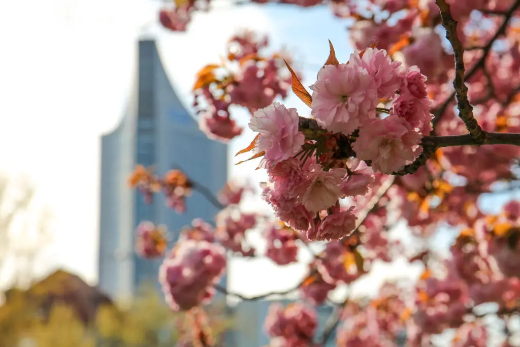 City-Hochhaus Leipzig hinter zarten Kirschblütenzweigen