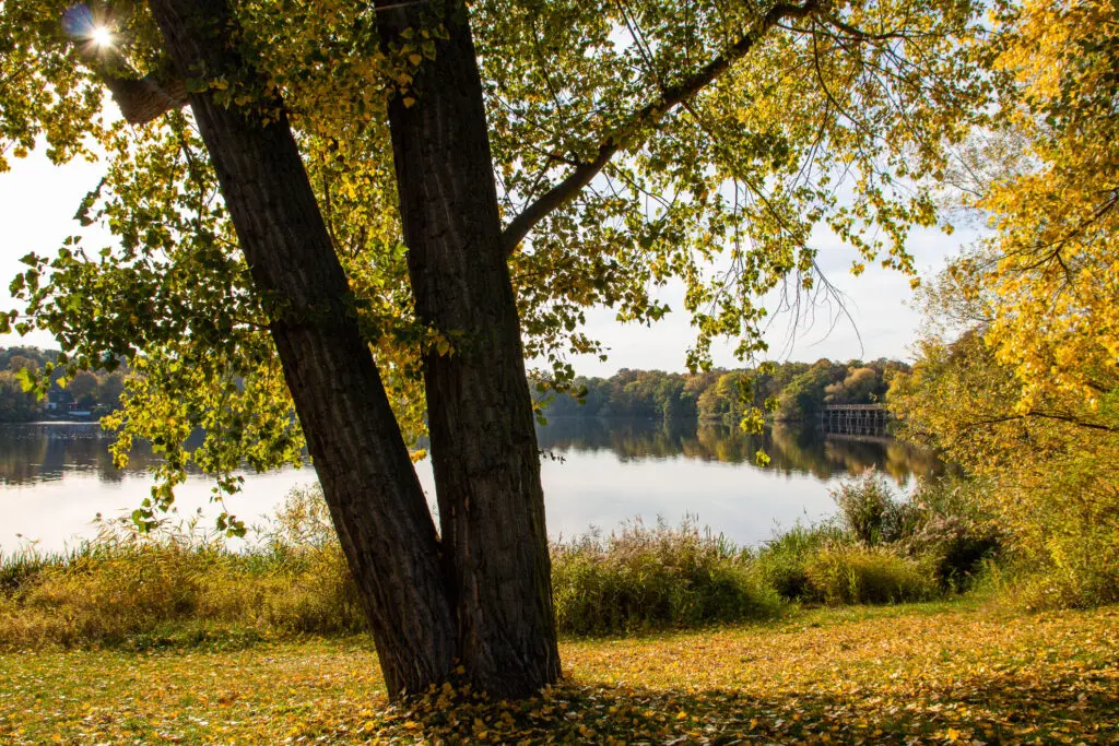 Spiegelung im Auwaldsee bei Sonnenlicht