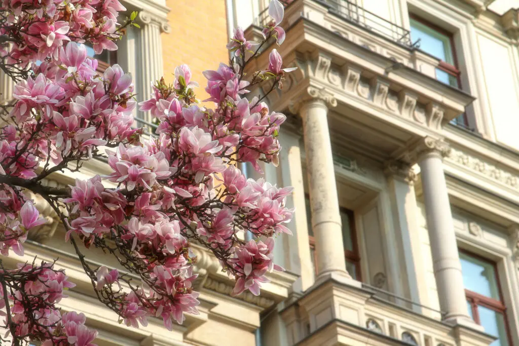 Altbau-Fassade mit üppiger Blütenpracht im Vordergrund