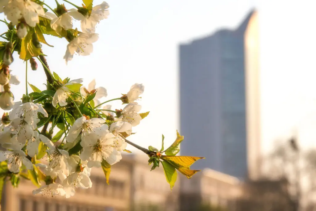 Frühlingsblüte mit verschwommener Skyline im Hintergrund