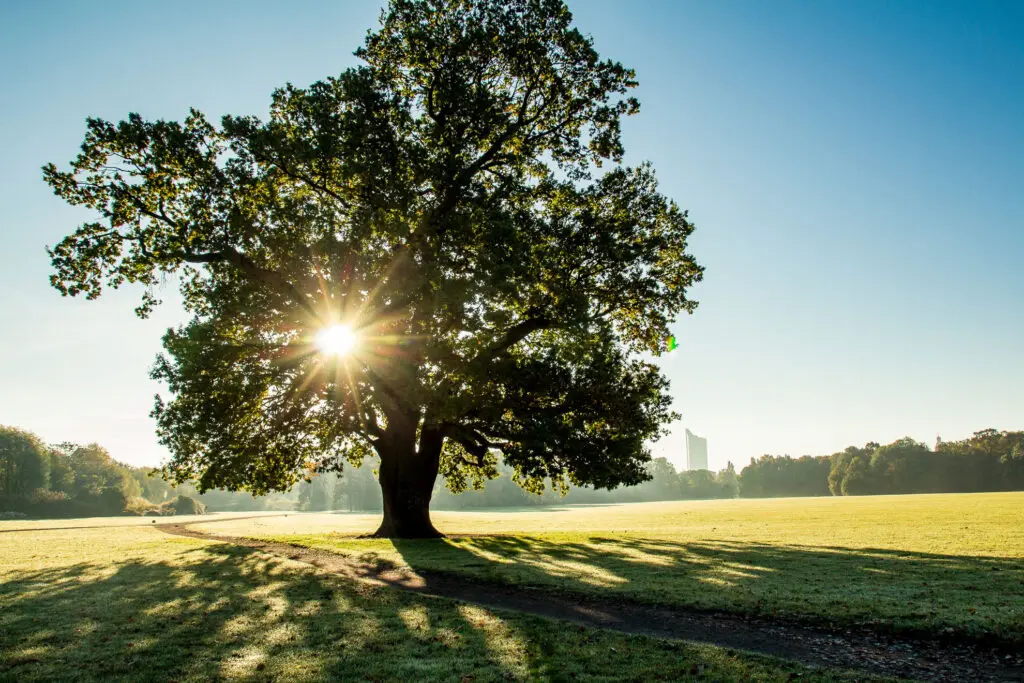 Sonne bricht durch alte Baumkrone im Park