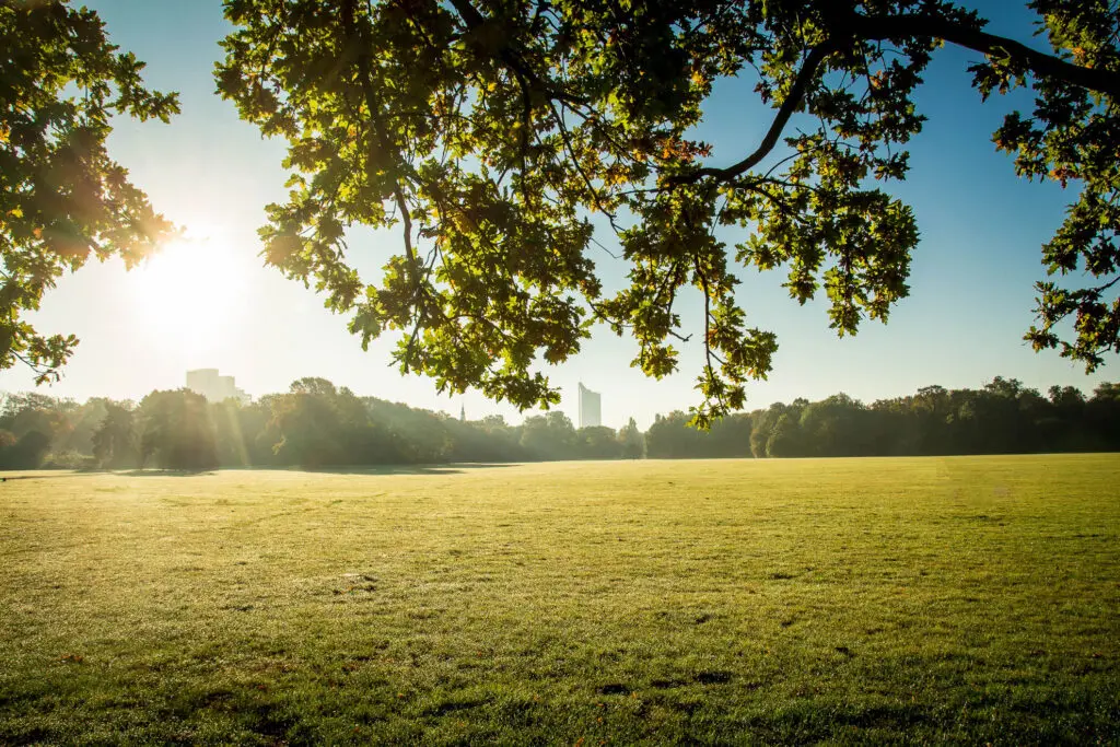 Grüne Parkfläche mit Baumkronen im Gegenlicht