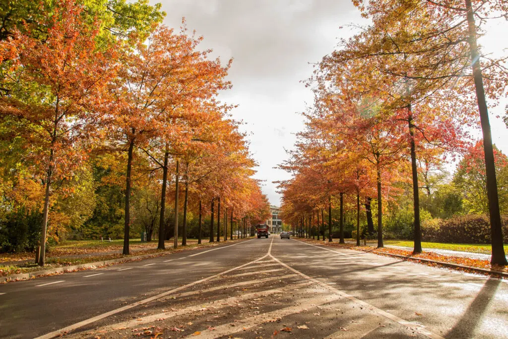 Baumallee im Herbstlicht