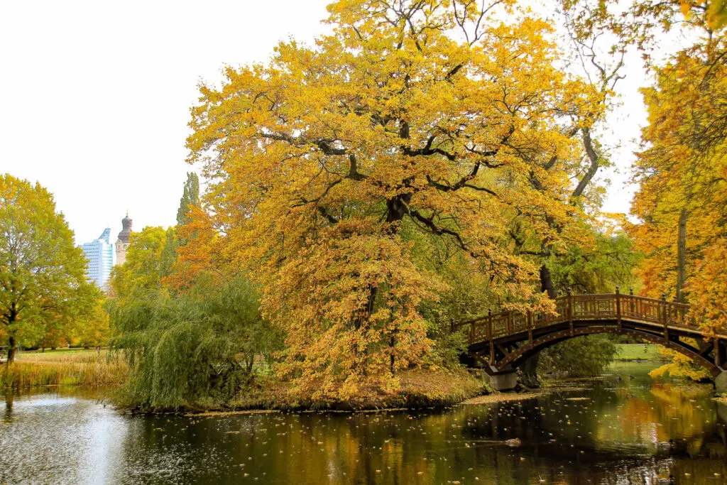 Herbstliche Parkbrücke im Johannapark