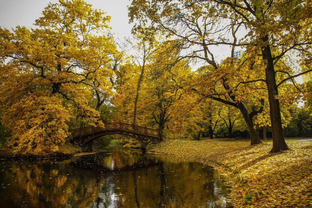 Herbstliche Parkbrücke im Johannapark