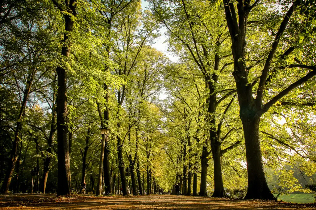 Grüner Laubgang im Park