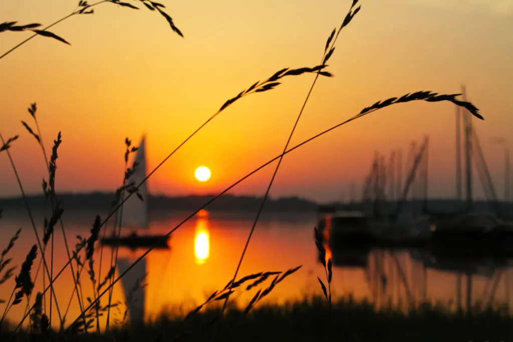 Abendstimmung mit Schilf am Seeufer