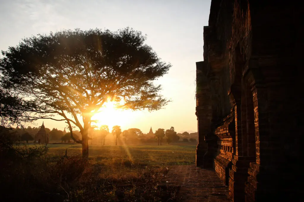 Baum im Gegenlicht zwischen alten Tempeln