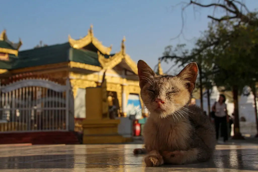 Katze vor einem goldenen Tempel in Myanmar