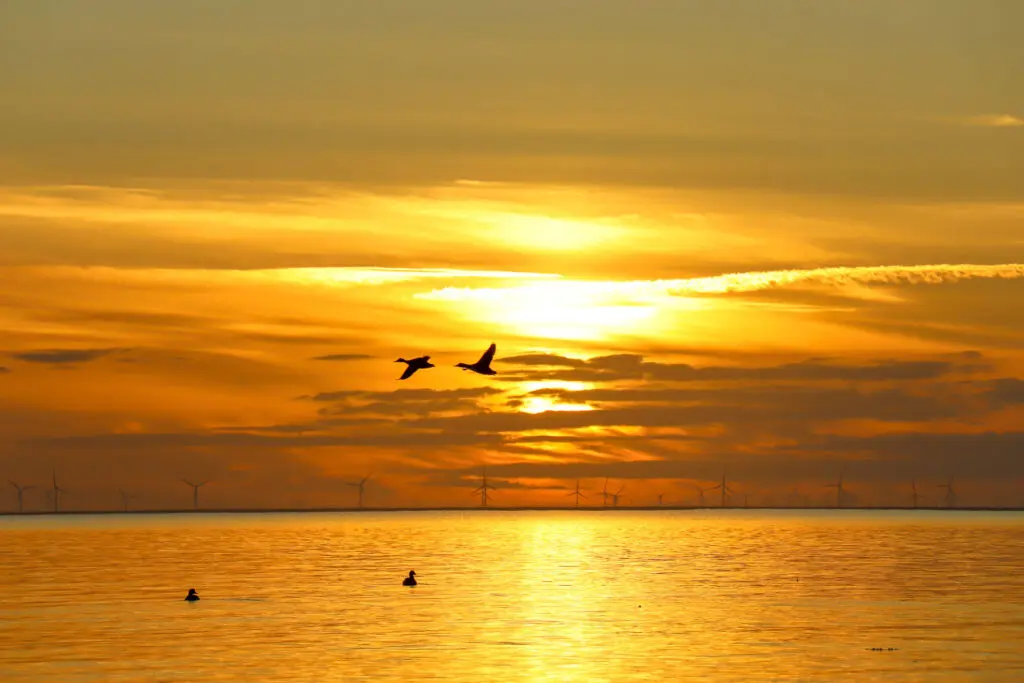 Möwen im Sonnenaufgang über dem Meer