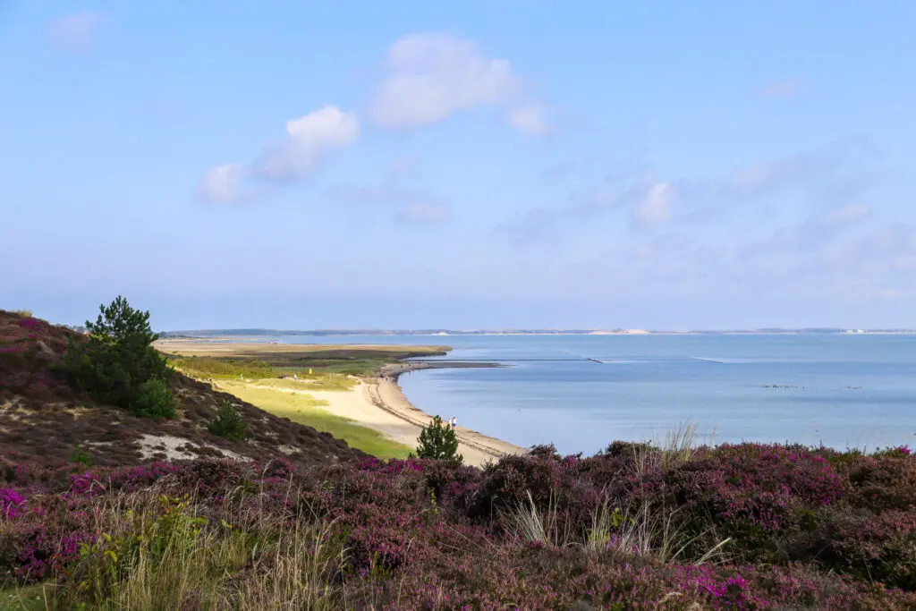Farbig blühende Heidelandschaft mit Meerblick