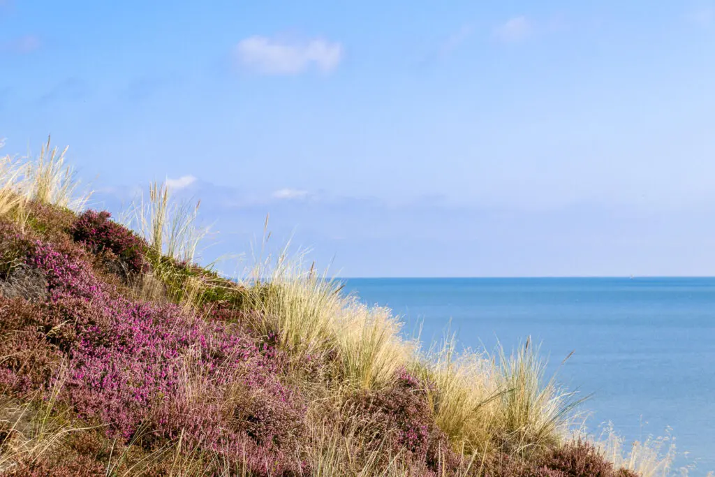 Farbig blühende Heidelandschaft mit Meerblick