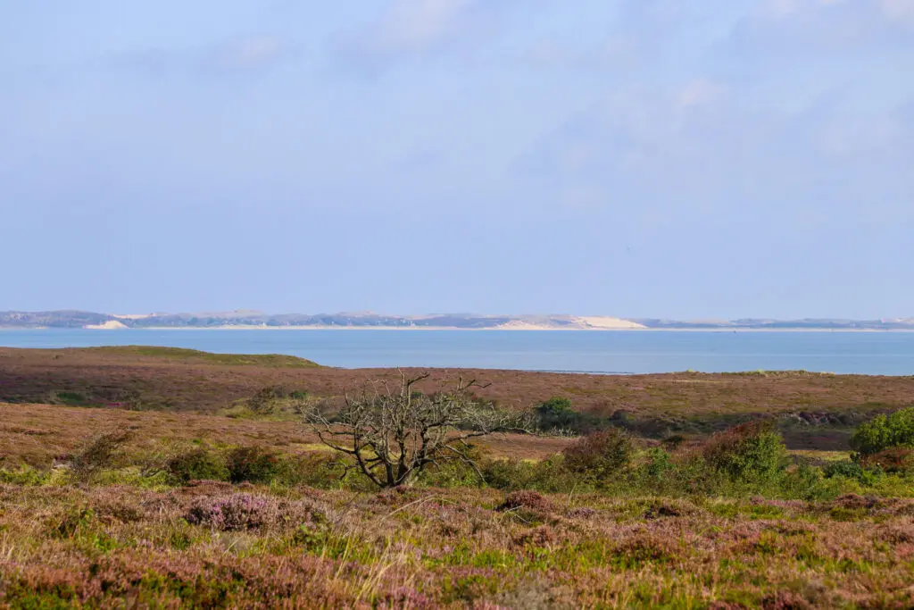 Heidekraut blüht auf sanften Hügeln mit Blick auf die Küste