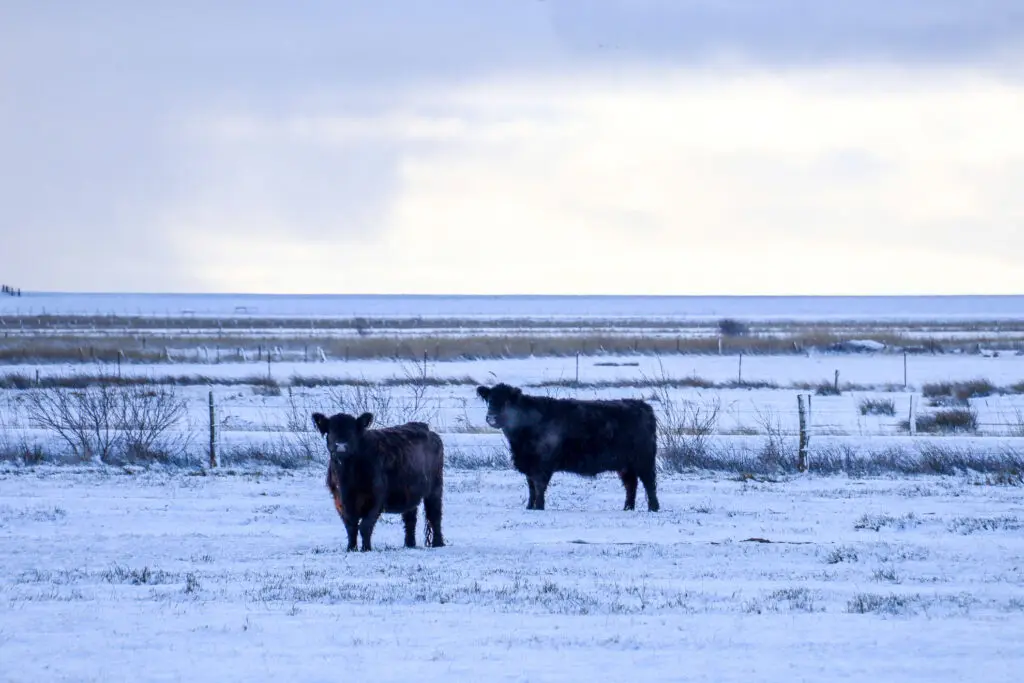 Zwei schwarze Hochlandrinder stehen auf verschneitem Feld