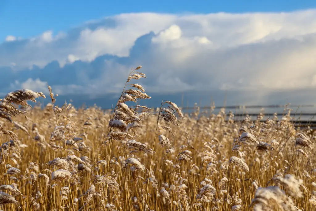 Schilf im Schnee bei sonnigem Wetter
