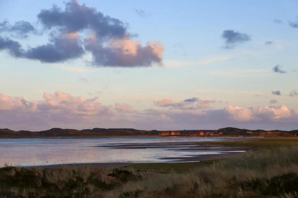 Blühende Küstenwiese bei Sonnenuntergang