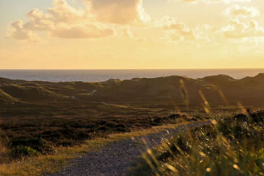 Orangefarbenes Licht über bewachsener Dünenlandschaft