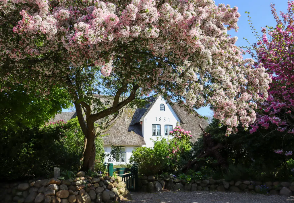 Rosafarbene Blüten vor einem typischen Sylter Reetdachhaus