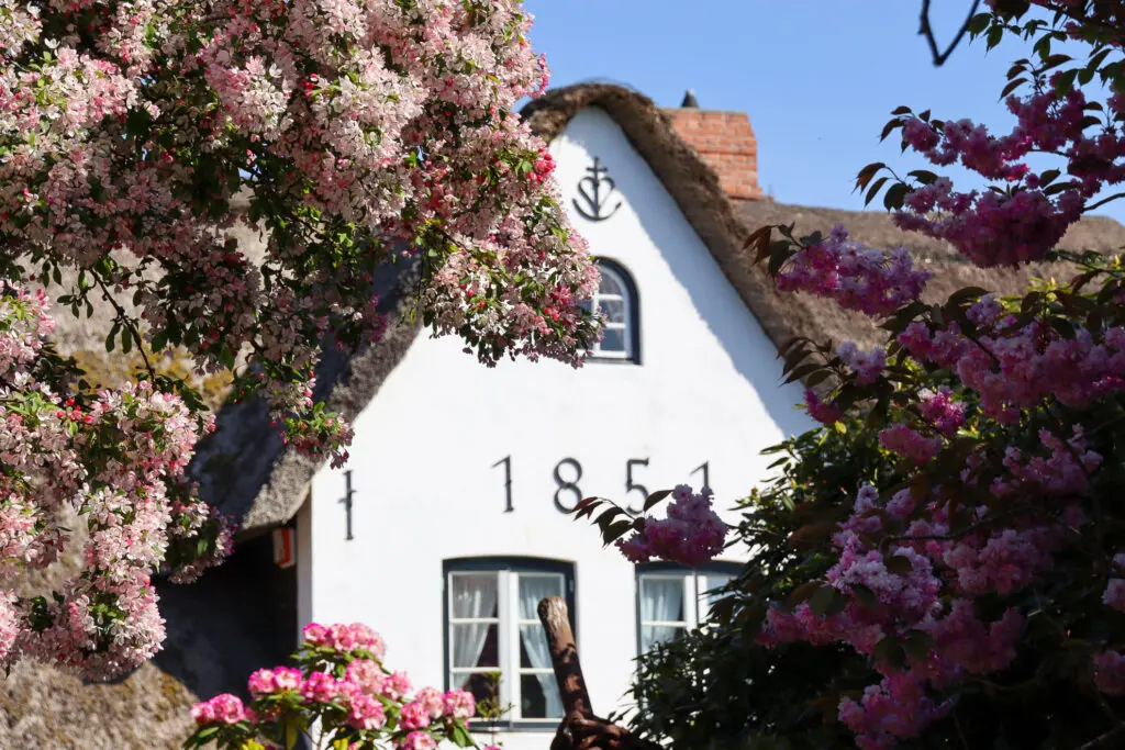 Friesenhaus mit Reetdach und üppig blühenden Sträuchern