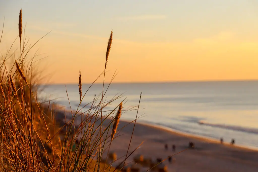 Dünengräser im Vordergrund bei warmem Licht über der Nordsee