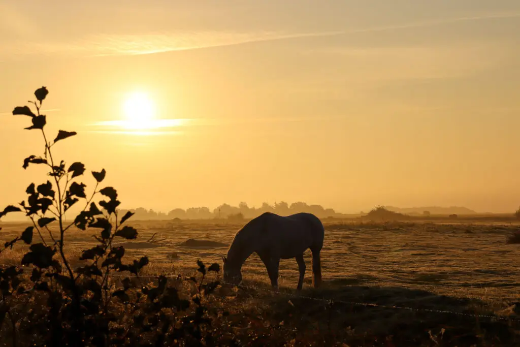 Silhouette eines Pferdes vor rötlichem Himmel und Buschwerk