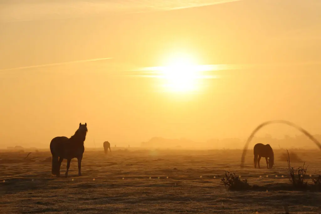 Silhouetten von Pferden in nebliger Landschaft bei Sonnenaufgang