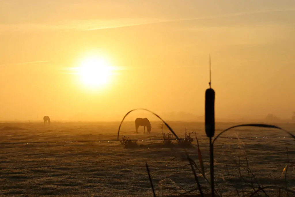 Silhouetten von Pferden in nebliger Landschaft bei Sonnenaufgang