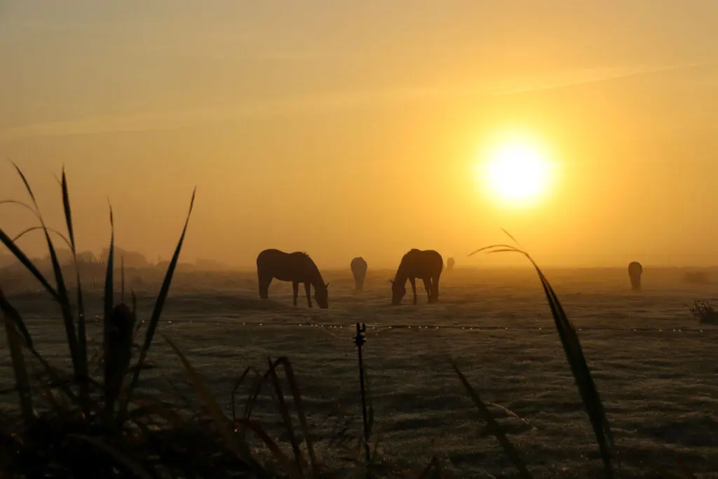 Pferde im Morgennebel auf der Weide