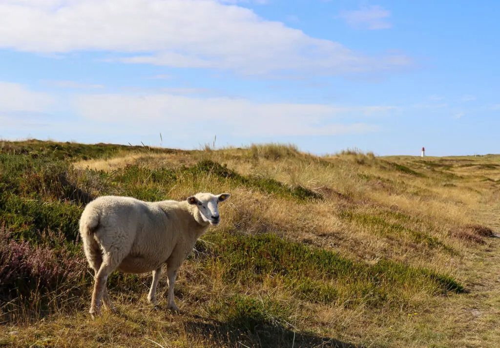 Schaf auf einer Düne