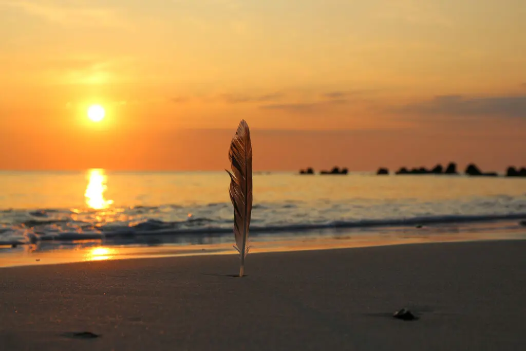 Feder im Sonnenuntergang am Meer