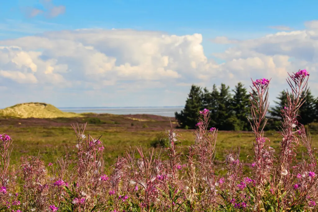 Lila Heidekraut in voller Blüte vor Dünen und blauem Himmel