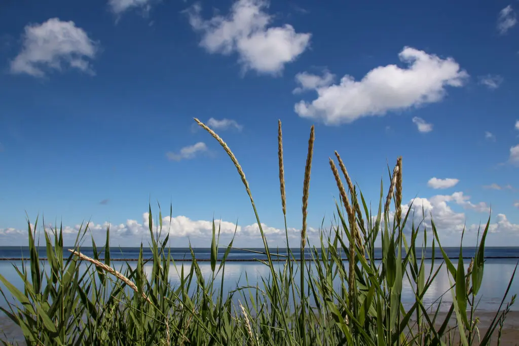 Hohe Gräser rahmen das ruhige Meer unter blauem Himmel