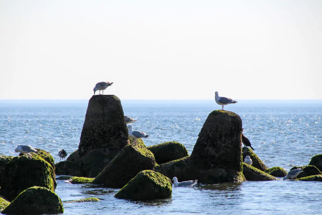 Möwen sitzen auf moosbedeckten Tetrapoden im Meer