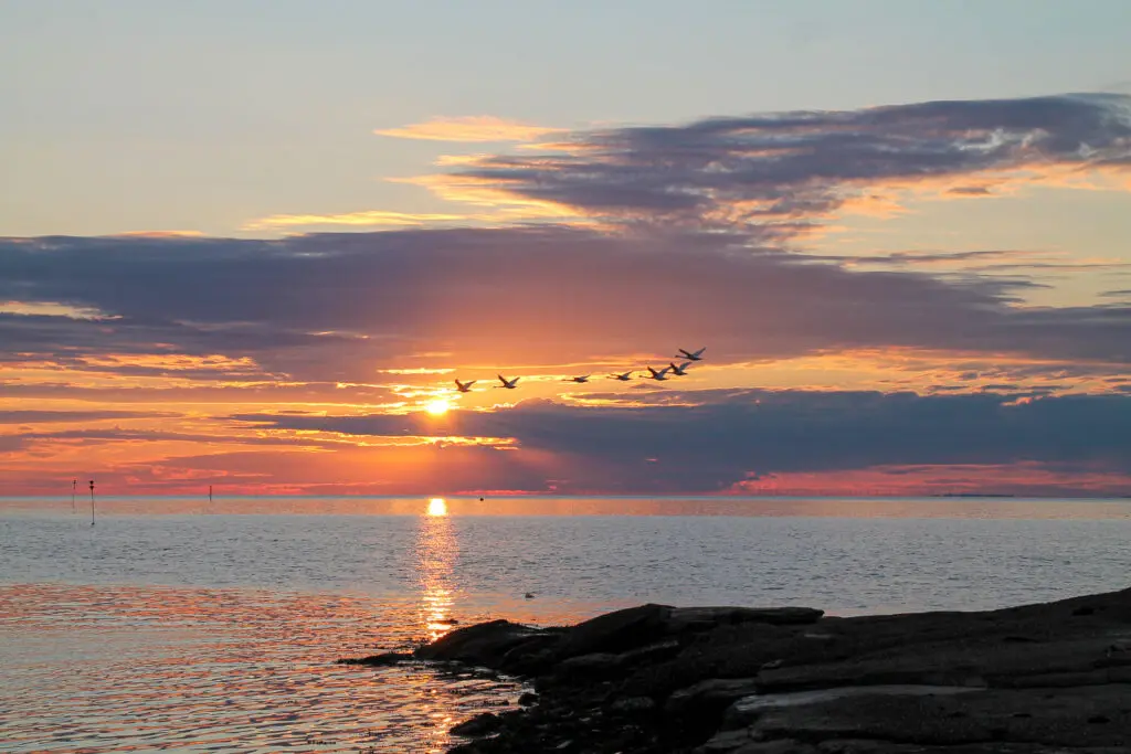 Farbintensiver Sonnenaufgang mit fliegenden Gänsen über der Nordsee