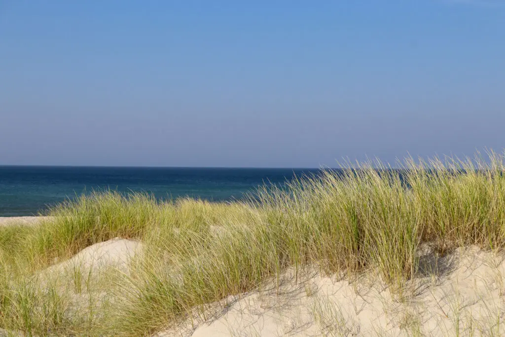 Strandhafer und Dünen mit Blick auf das Meer auf Sylt