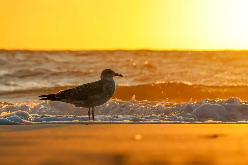 Nahaufnahme Möwe am Sylter Strand