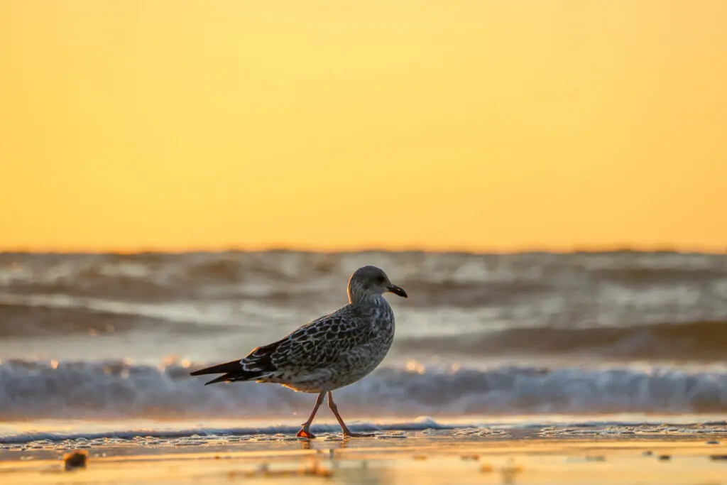 Möwe am Sylter Strand bei Sonnenuntergang im goldenen Licht