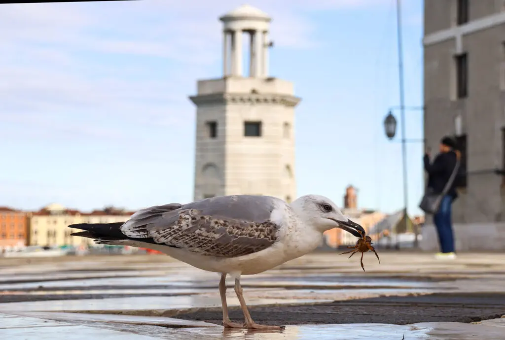 Möwe frisst Krabbe in Venedig