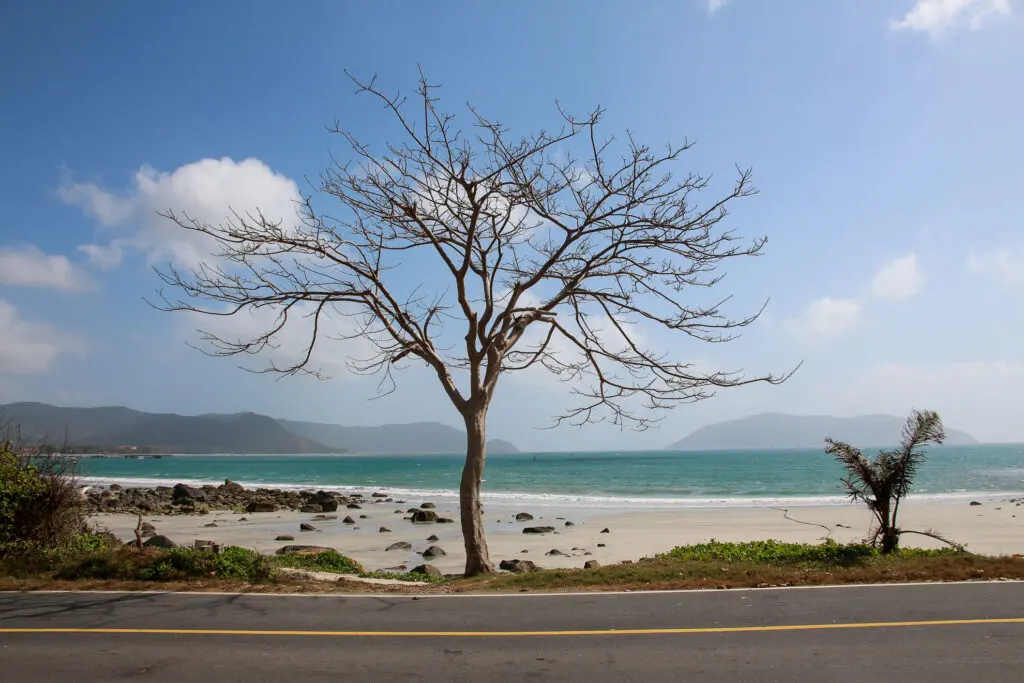 Baum an der Strandpromenade mit Blick aufs Meer