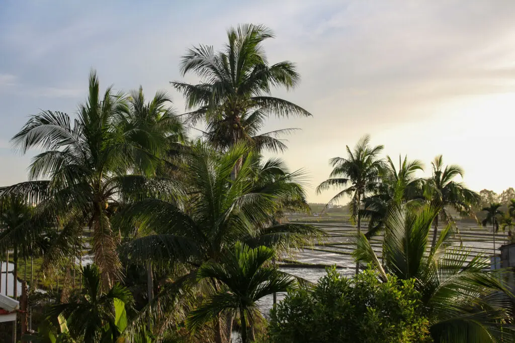 Palmen im Sonnenuntergang nahe Reisfeldern