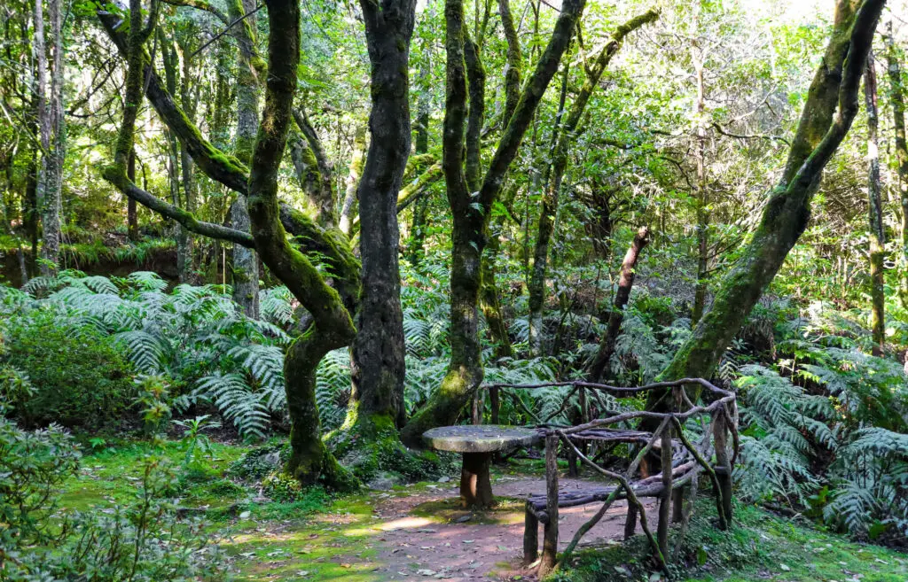 Levada-Wanderweg durch dichten Lorbeerwald