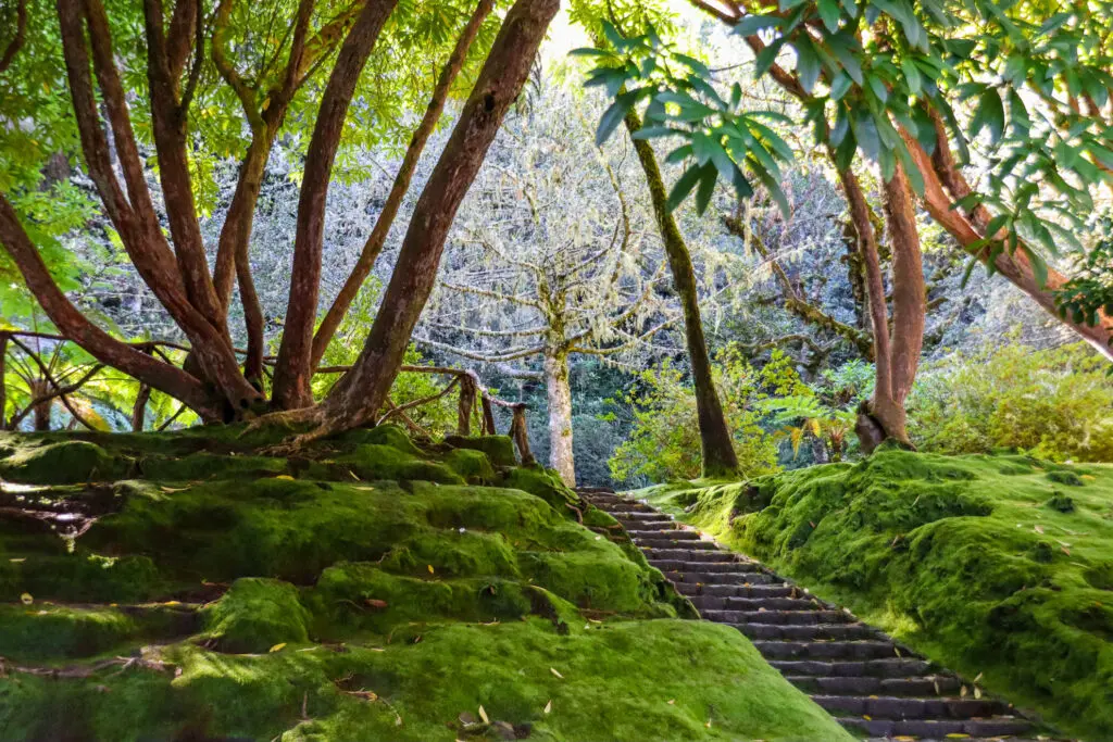 Moosbewachsener Gartenweg mit Sonnenlicht im Wald