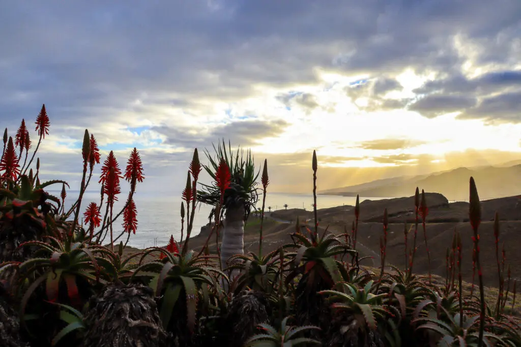 Blühende Pflanzen bei Sonnenuntergang auf Madeira