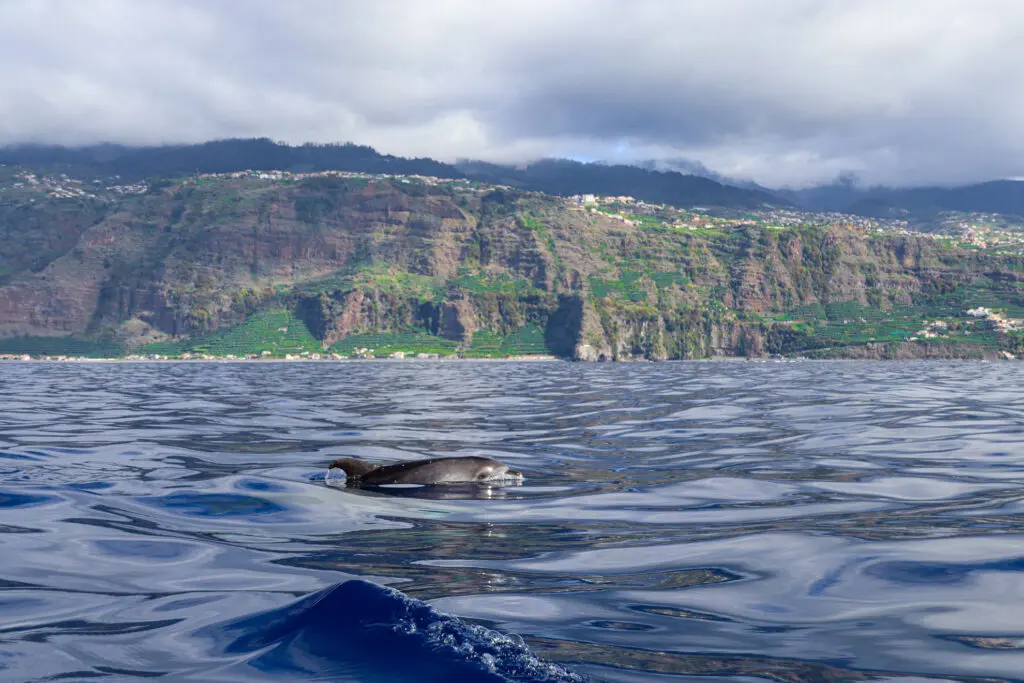 Delfin im Atlantik vor Madeira