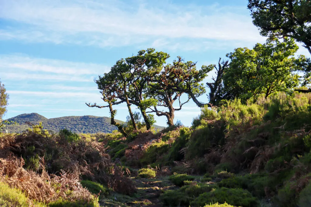 Verwachsene Baumlandschaft im Hochland von Madeira